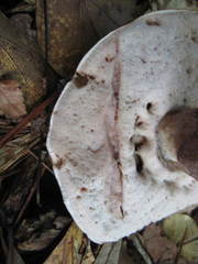 Tylopilus plumbeoviolaceus image