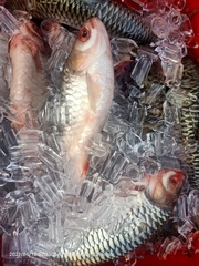 Leptobarbus hoevenii