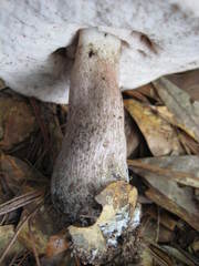 Tylopilus plumbeoviolaceus image