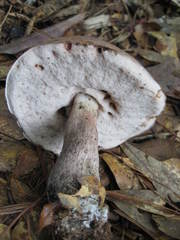 Tylopilus plumbeoviolaceus image
