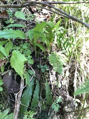 Calanthe arisanensis