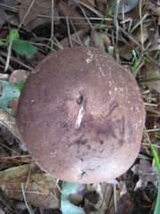 Tylopilus plumbeoviolaceus image