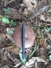 Tylopilus plumbeoviolaceus image