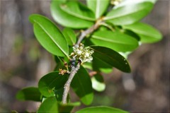Erythroxylum mexicanum