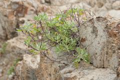 Crossostephium chinense