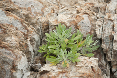 Crossostephium chinense