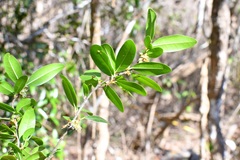 Erythroxylum mexicanum