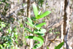 Erythroxylum mexicanum