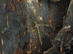 Austrolimnophila argus