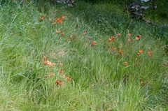 Sparaxis tricolor