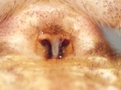 Rhysodromus alascensis