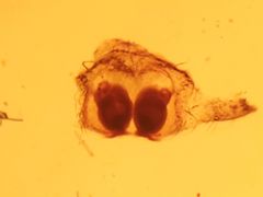 Rhysodromus alascensis