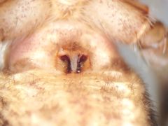 Rhysodromus alascensis