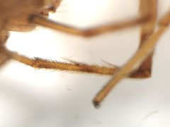 Rhysodromus alascensis