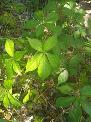 Parthenocissus quinquefolia