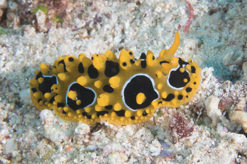 Ocellate Phyllidia