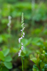 Spiranthes sinensis