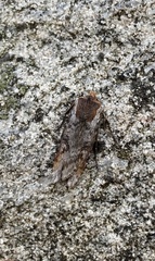 Xylena thoracica