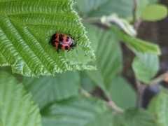 Chrysomela interrupta