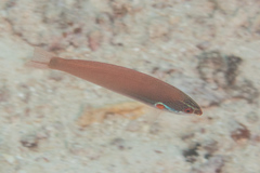 Pseudocoris yamashiroi