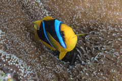 Amphiprion chrysopterus
