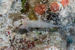 Gnatholepis cauerensis