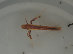 Caloptilia chrysitis