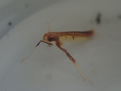 Caloptilia chrysitis