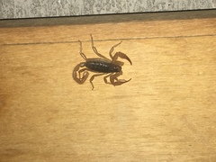 Smeringurus vachoni