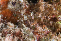 Corythoichthys amplexus