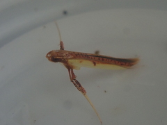 Caloptilia chrysitis