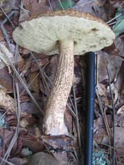 Leccinum roseoscabrum