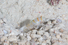 Amblyeleotris randalli