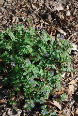 Polemonium reptans villosum