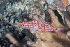 Oxycirrhites typus