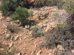 Heloderma suspectum cinctum