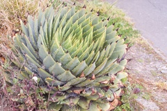 Aloe polyphylla