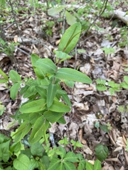 Hypericum nudiflorum