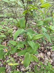 Hypericum nudiflorum