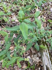 Hypericum nudiflorum
