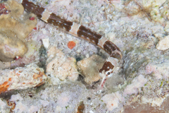 Corythoichthys amplexus