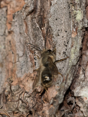 Osmia cornifrons