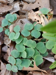 Impatiens