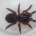 Tree Trapdoor Spider - Photo (c) James Tweed, some rights reserved (CC BY-NC), uploaded by James Tweed