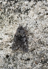 Brachionycha borealis