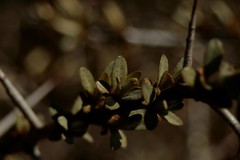 Hippophae rhamnoides