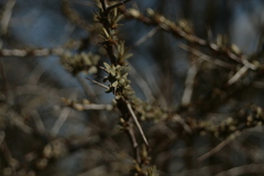 Hippophae rhamnoides