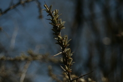 Hippophae rhamnoides