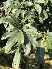Phoebe formosana