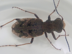 Neocicindela garnerae